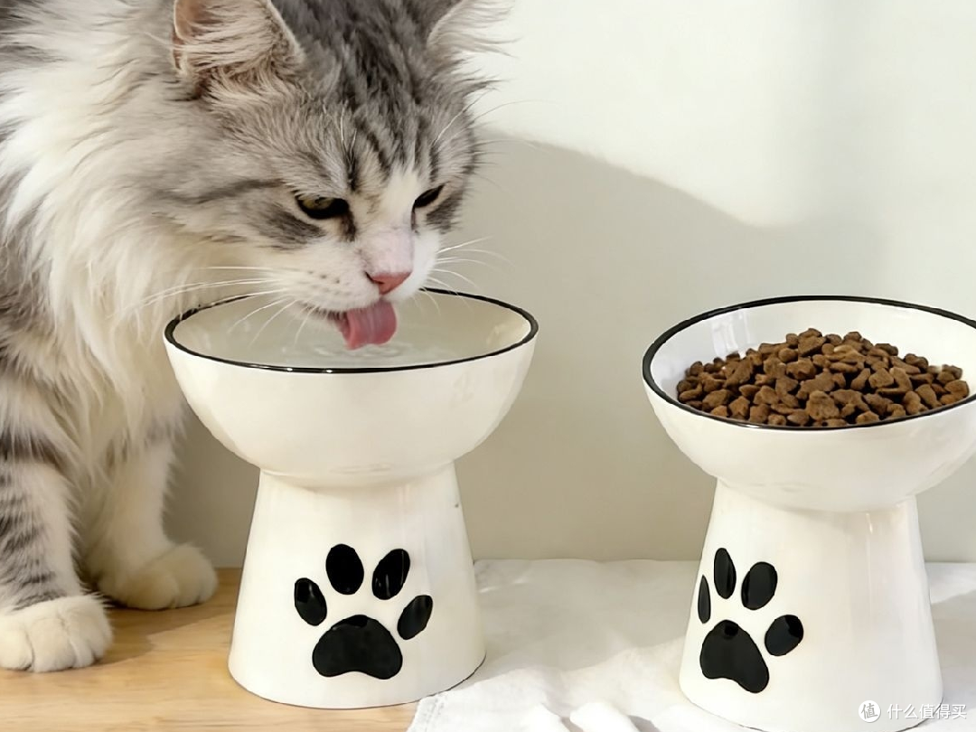 我家猫的专属餐具,治好了它三年的黑下巴