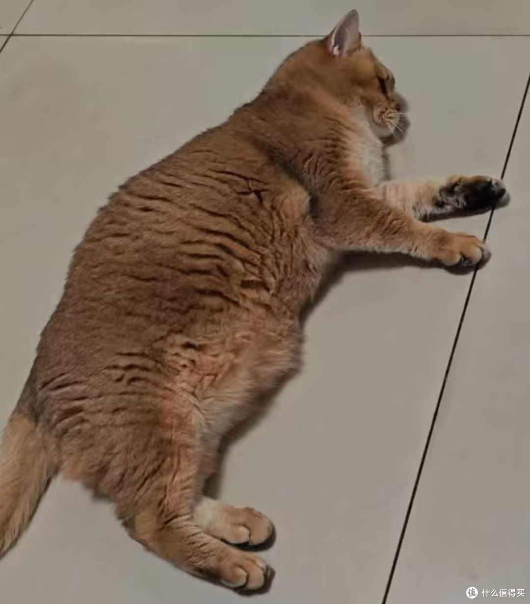 终结挑食与软便：百利猫粮的喂养革命