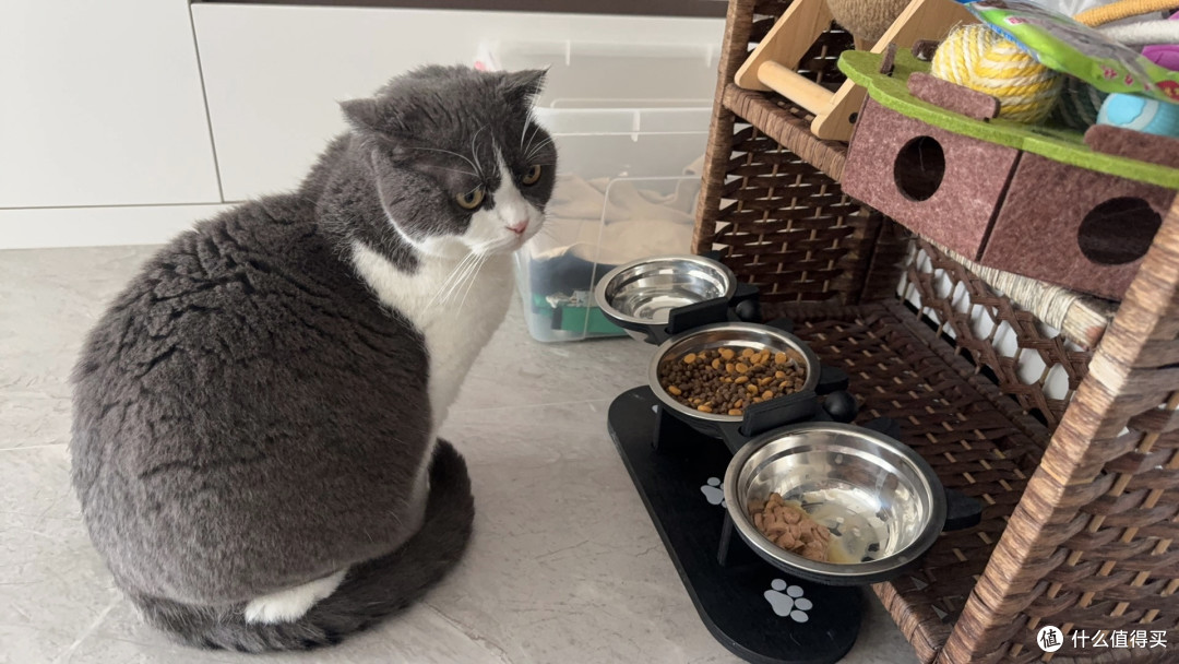 猫咪专属餐具|别再瞎喂!你家猫的黑下巴全是碗的锅