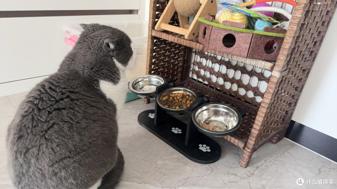 猫咪专属餐具|别再瞎喂!你家猫的黑下巴全是碗的锅