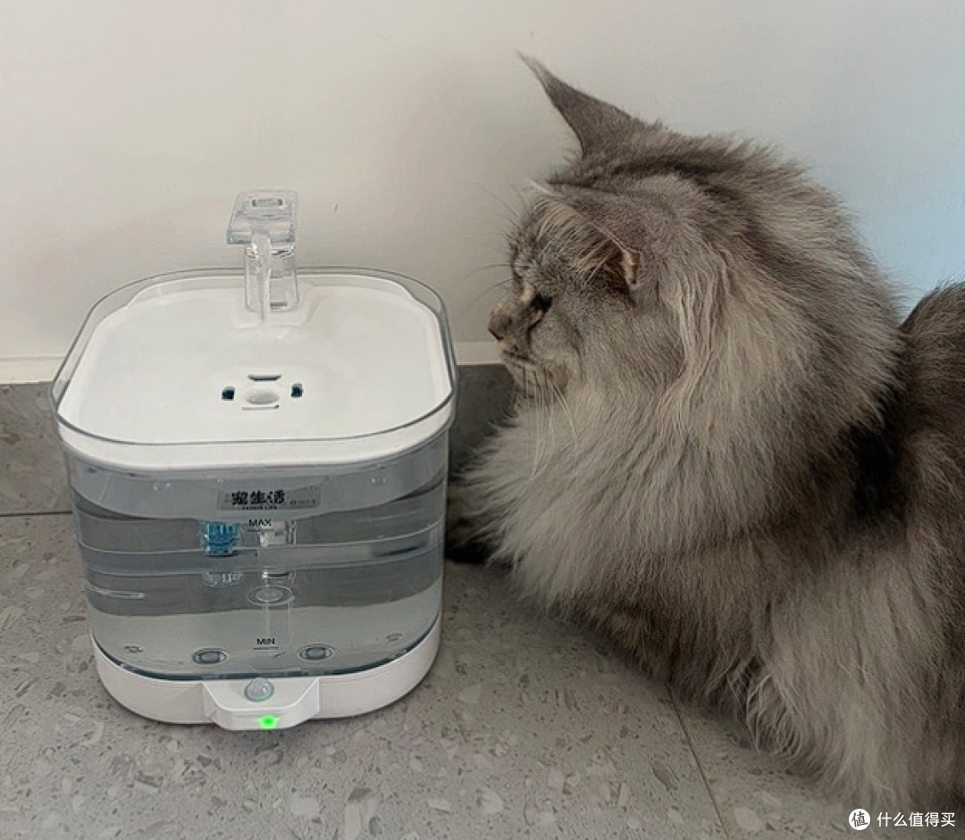 猫咪不爱喝水？试试这个神器！