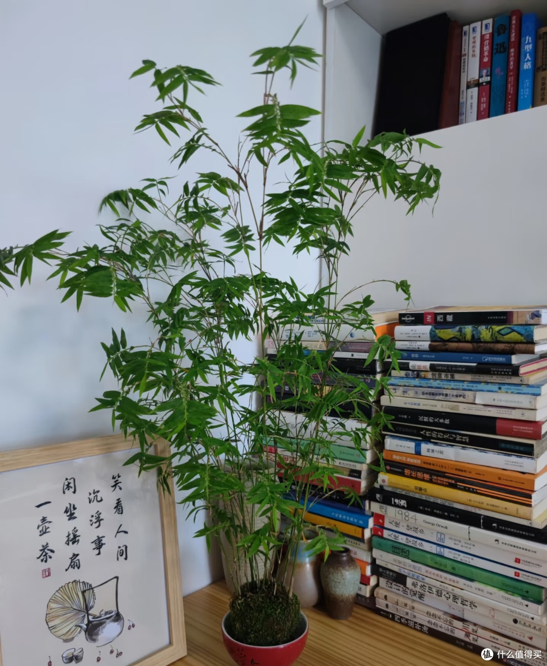 “家见三种树,不贵也有福”,老祖先的话要信,是智慧不是迷信!