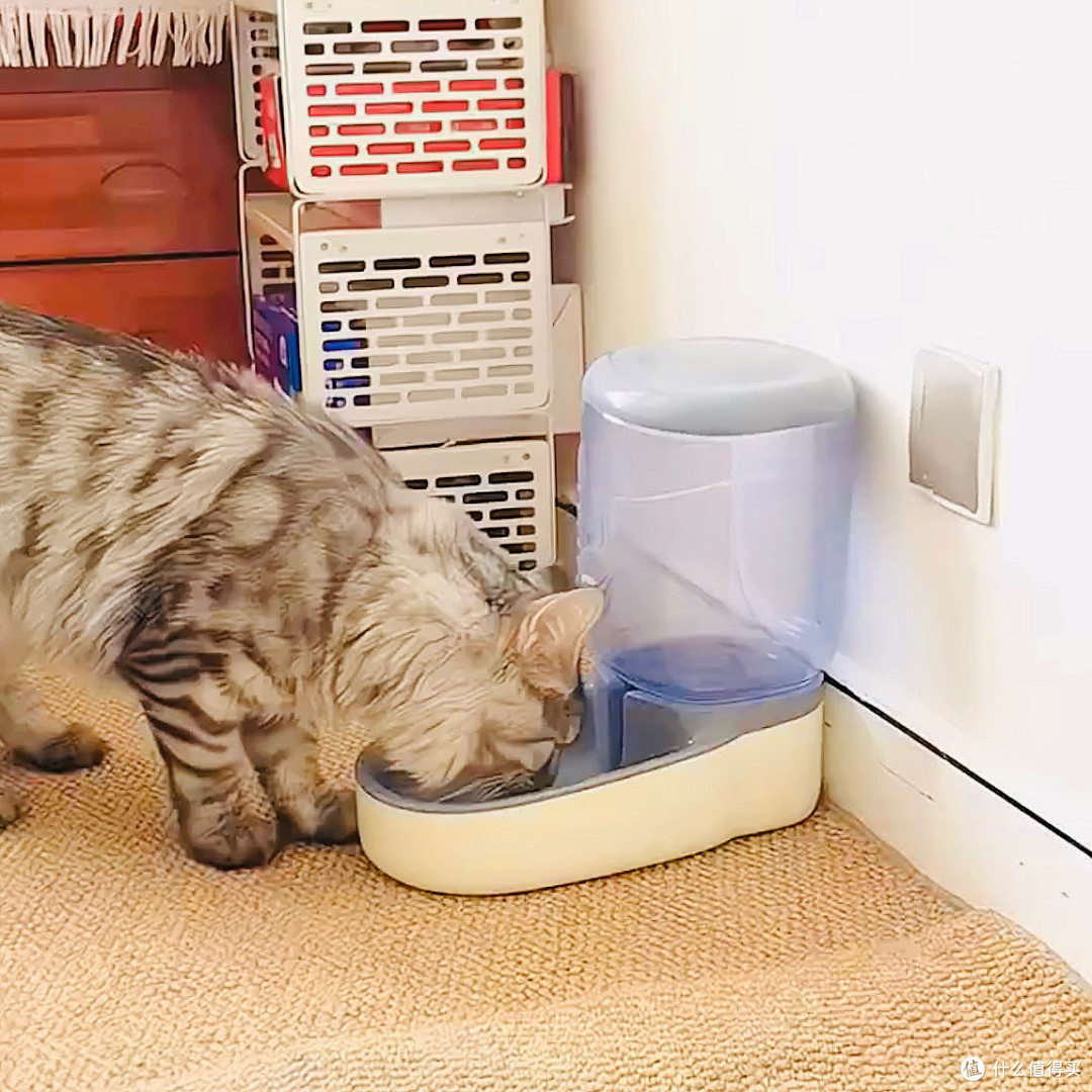 29块的饮水器,把它惯成了“喝水大户”