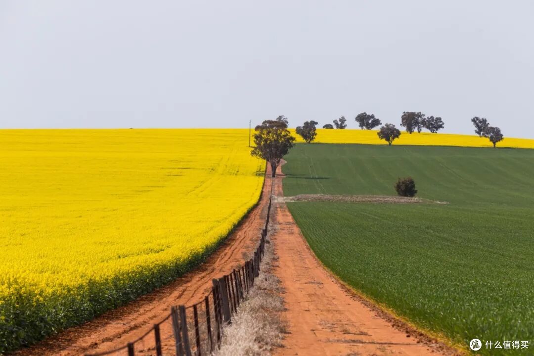 ● Sebastopol, New South Wales  📷 / © Destination NSW
