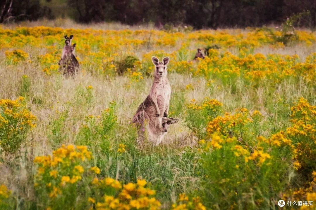 ● Aranda Bushland Nature Reserve, Australian Capital Territory  📷 / © Tourism Australia
