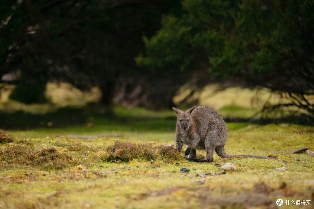 ● Cradle Mountain, Tasmania  📷 / © Tourism Australia