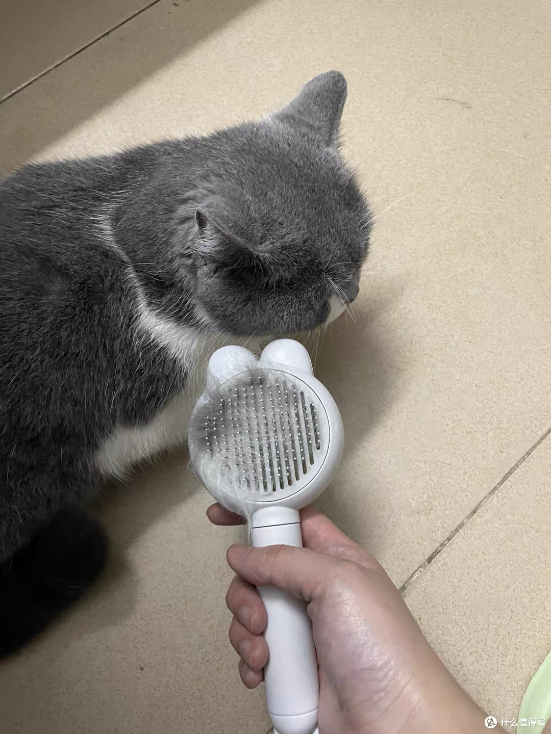 比亿奇换毛季梳毛神器效果显著