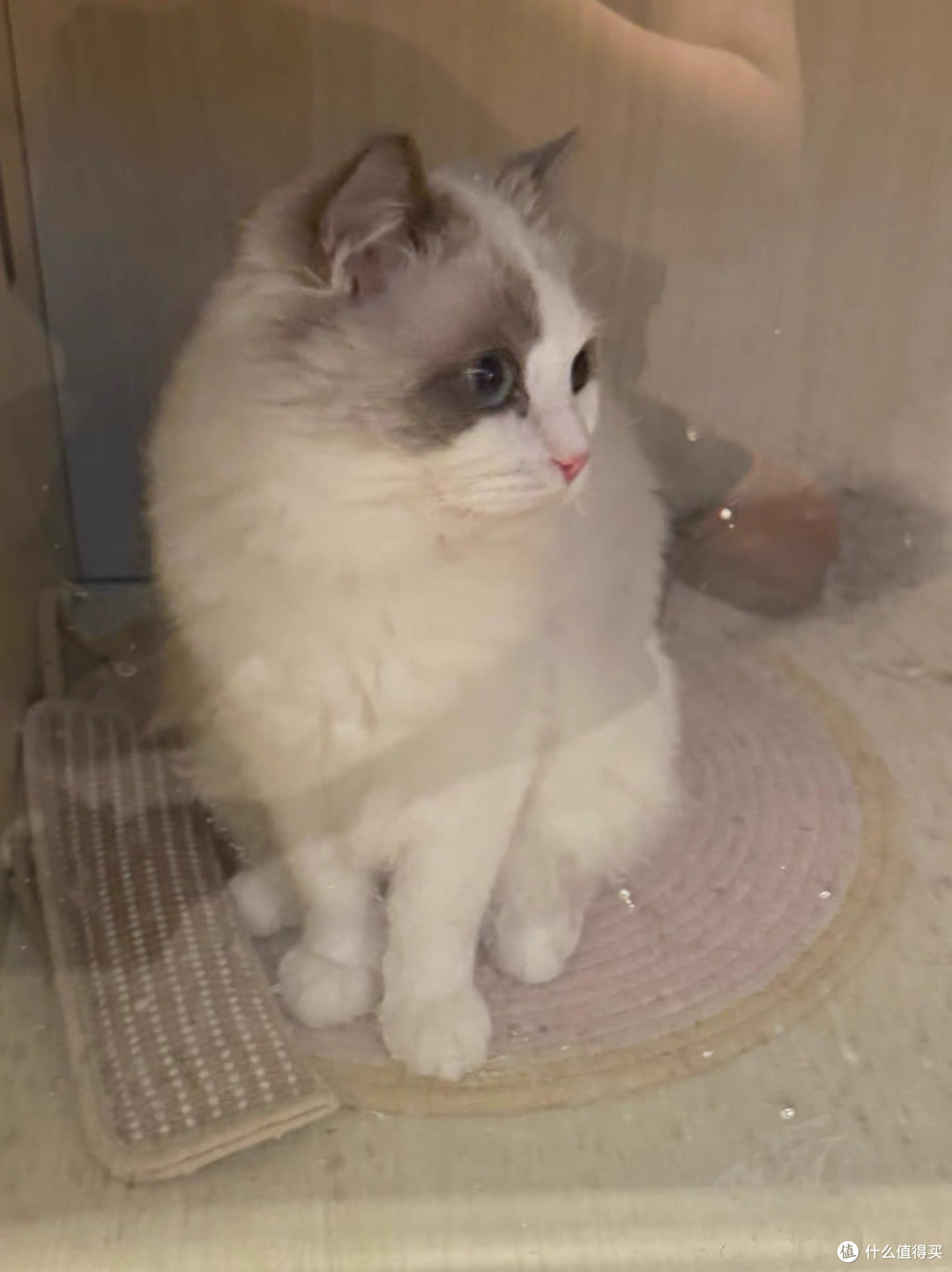 网易严选多款高性价比猫砂精选