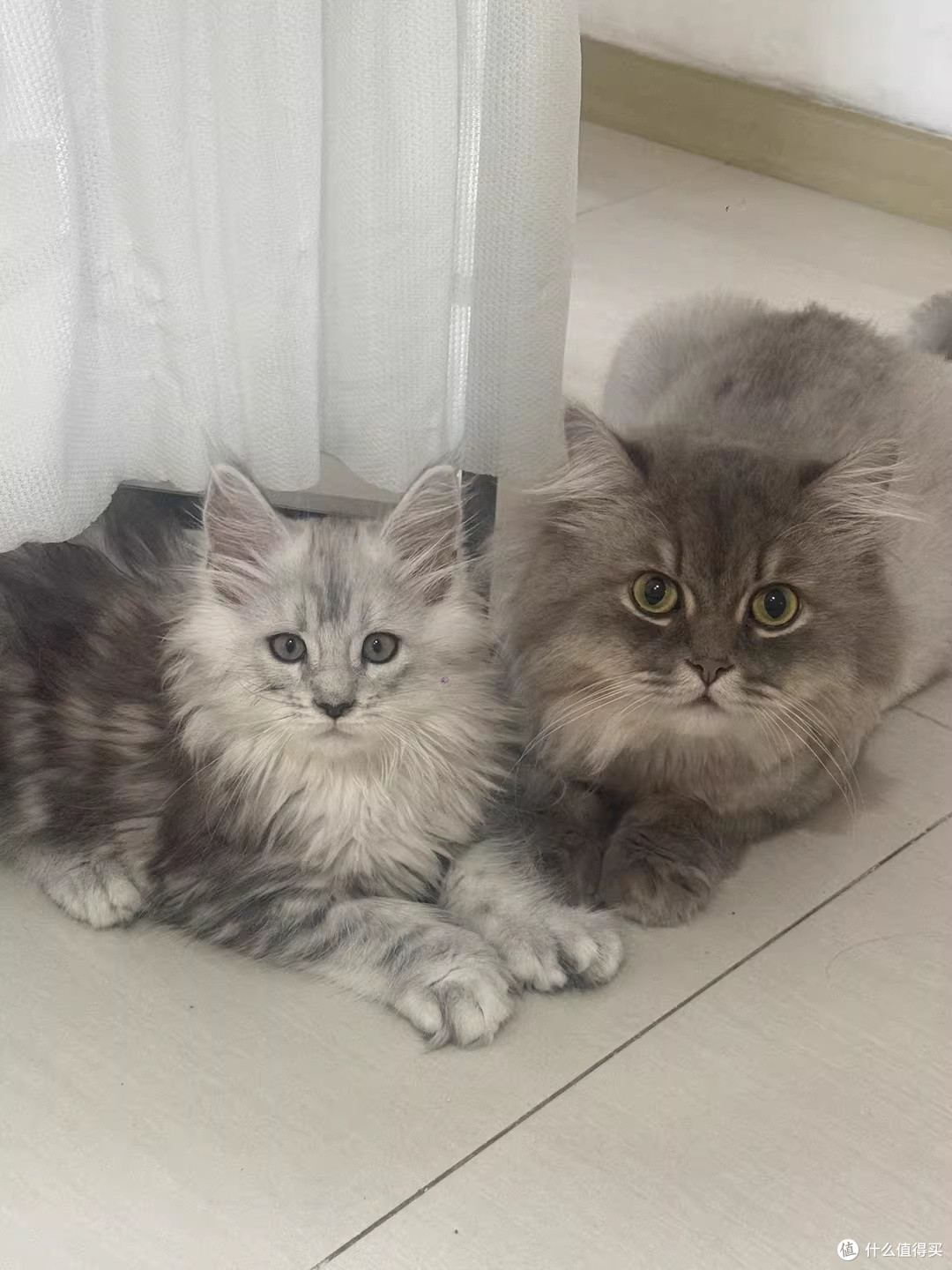 我家猫咪很乖巧，雨天窝在旁边陪我看书，宁静又温暖
