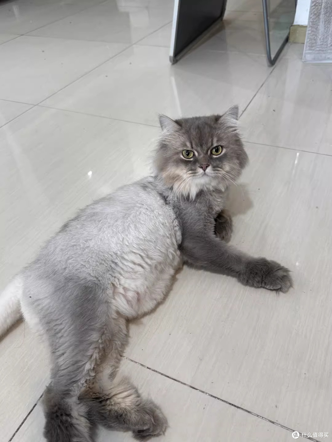 我家猫咪很乖巧，雨天窝在旁边陪我看书，宁静又温暖