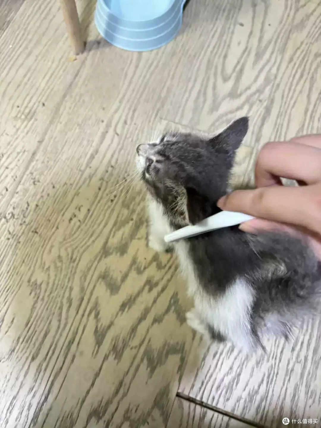 克莉斯换毛季梳毛神器效果显著