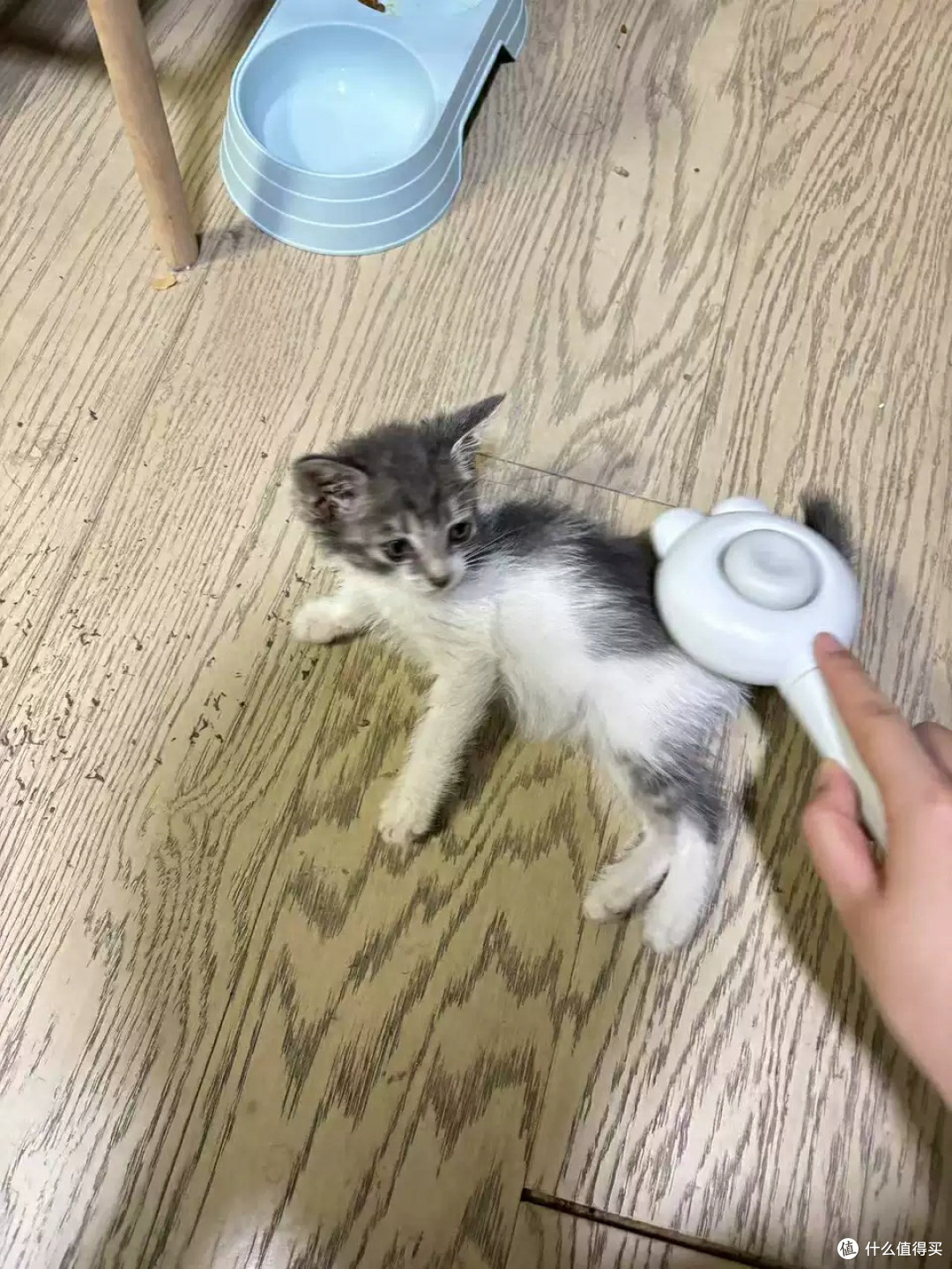 克莉斯换毛季梳毛神器效果显著