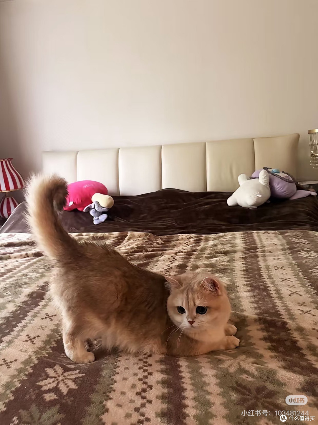 猫会生活|家里的金渐层,治愈了所有平凡日常