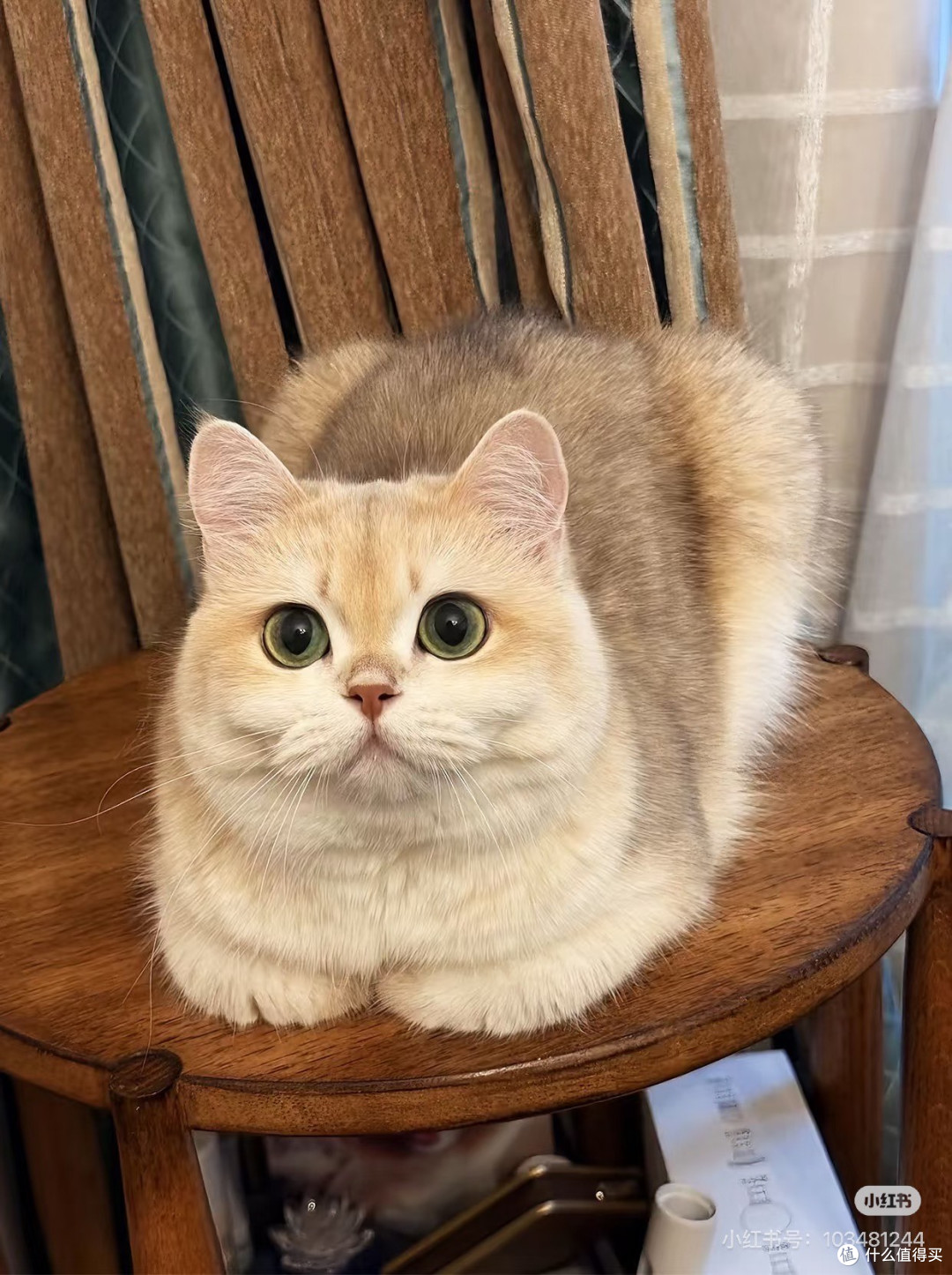 猫会生活|家里的金渐层,治愈了所有平凡日常