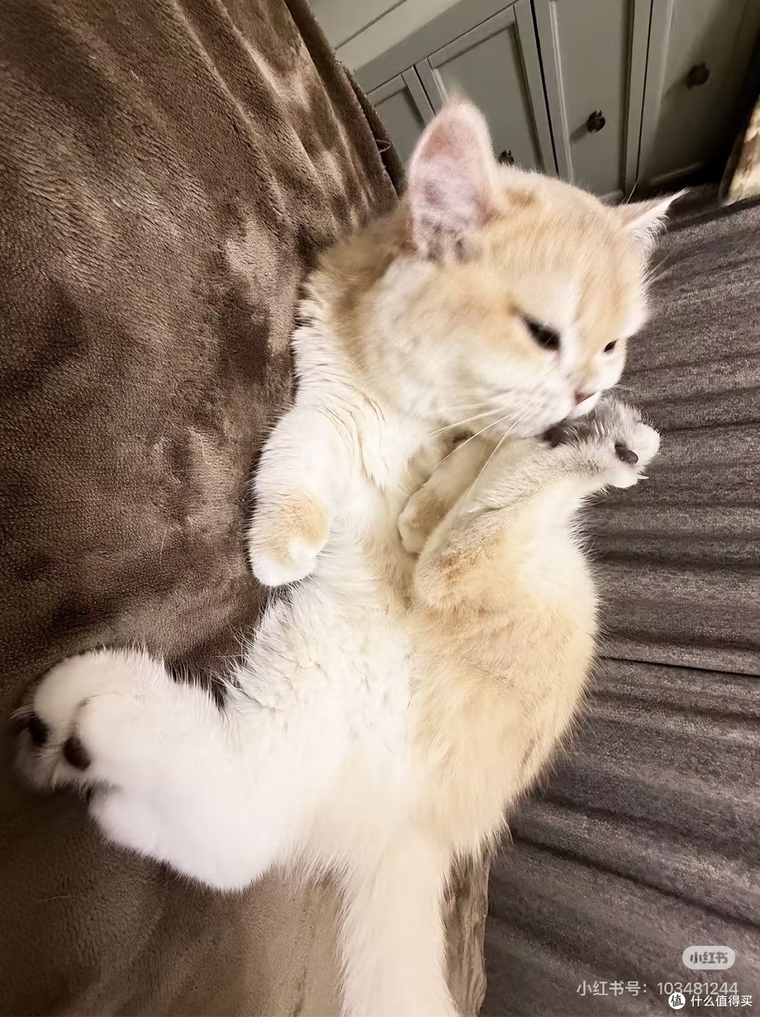 猫会生活|家里的金渐层,治愈了所有平凡日常