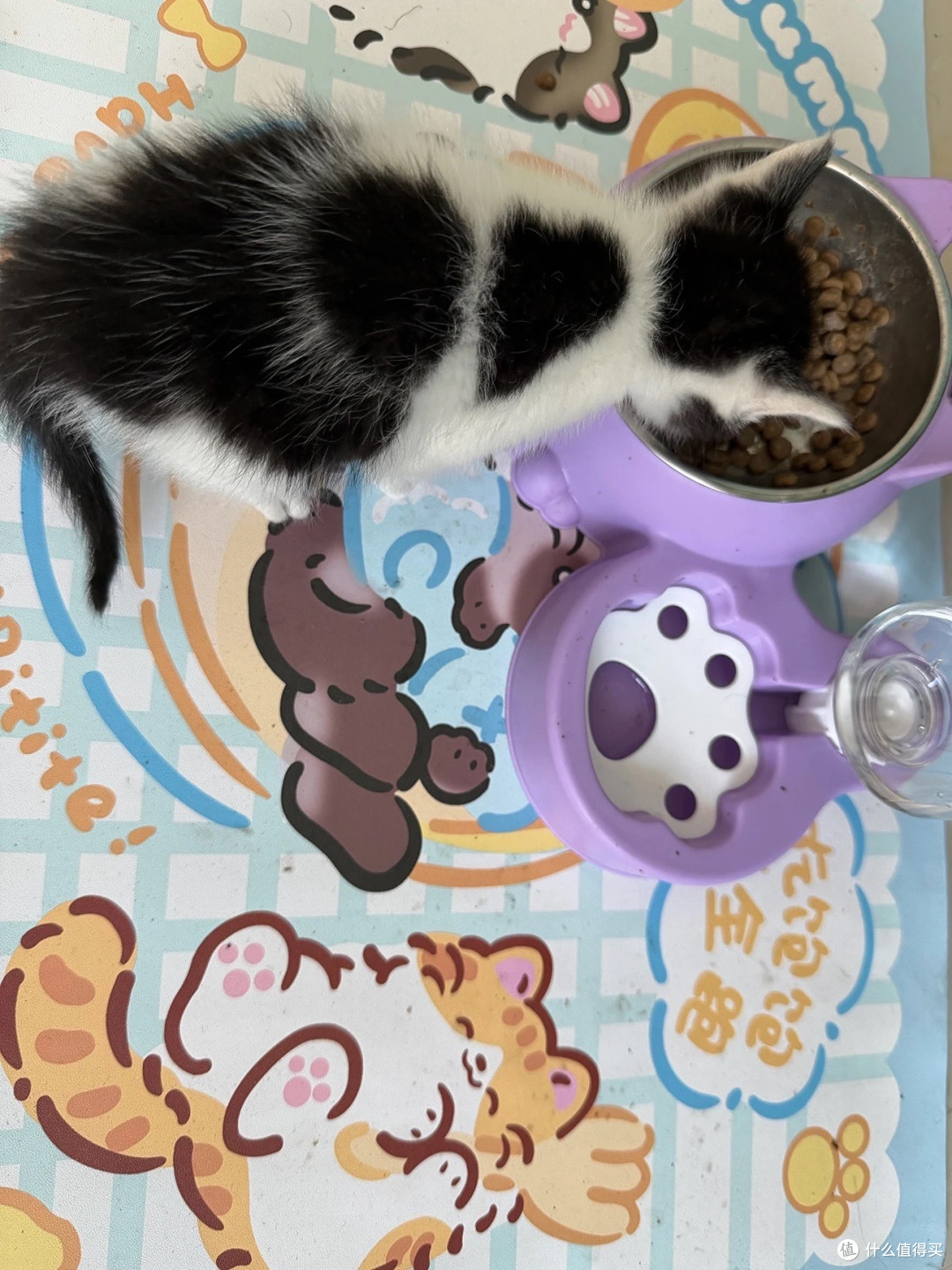 618囤猫粮，麦富迪鲜肉天然猫粮猫咪食用体验