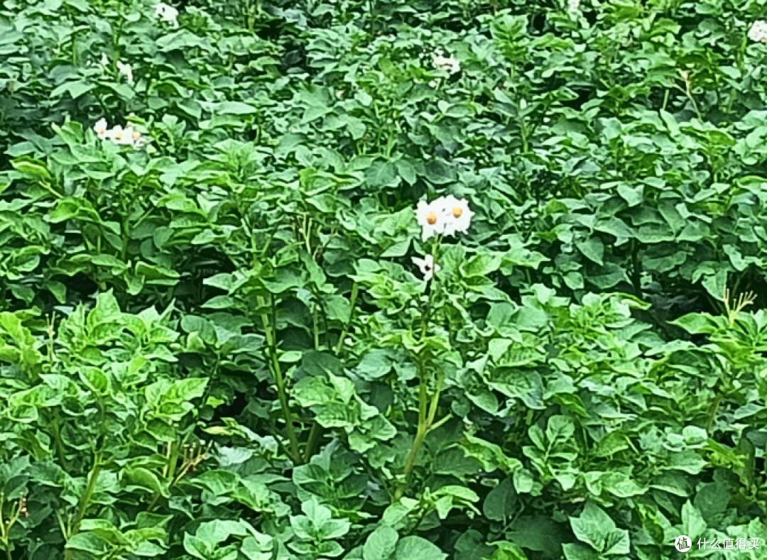 头一回认真看土豆花，居然还挺好看