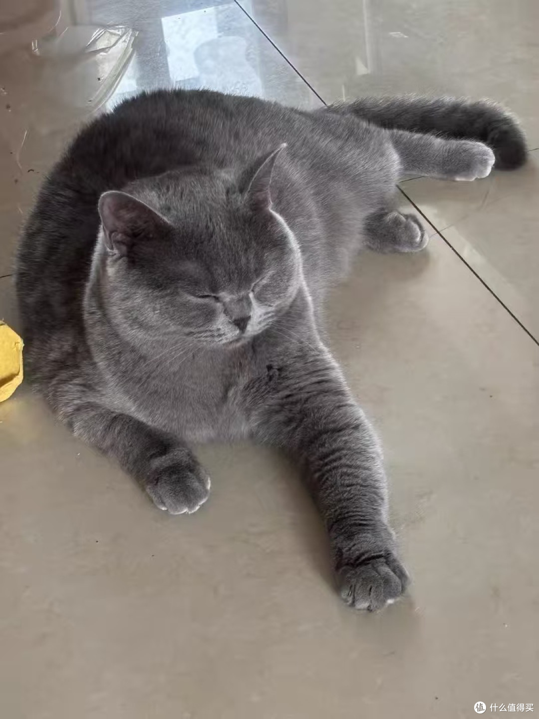猫咪会生活,拆快递的专属验货员哦!好威武!