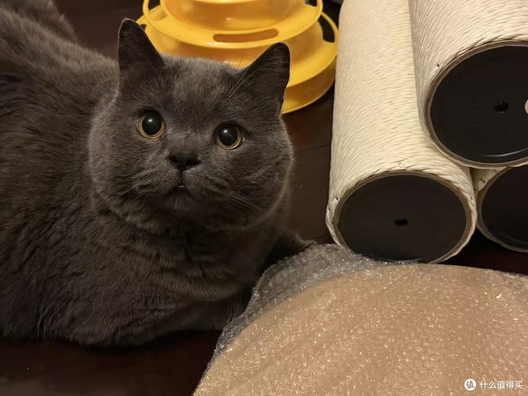 猫咪会生活,拆快递的专属验货员哦!好威武!
