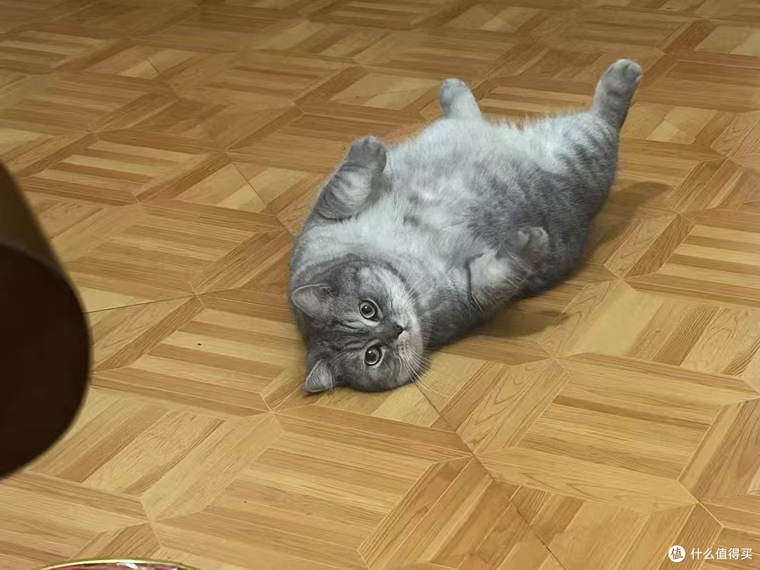 猫咪会生活,拆快递的专属验货员哦!好威武!