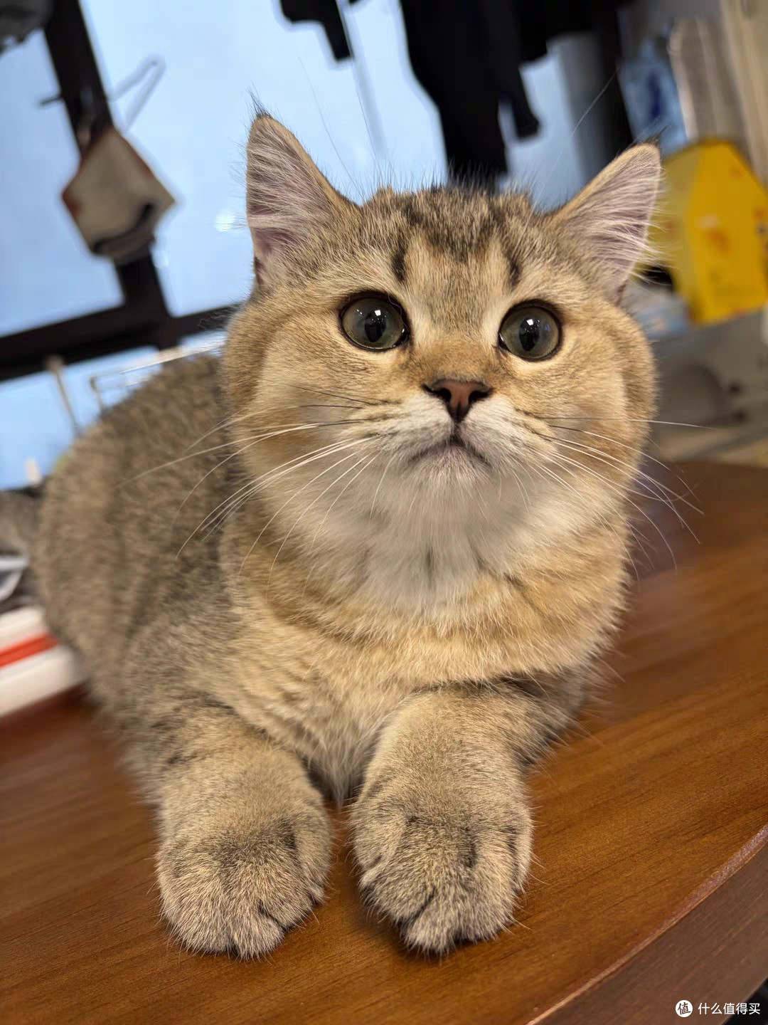 午后水果时光,猫咪总会凑过来要酸奶!