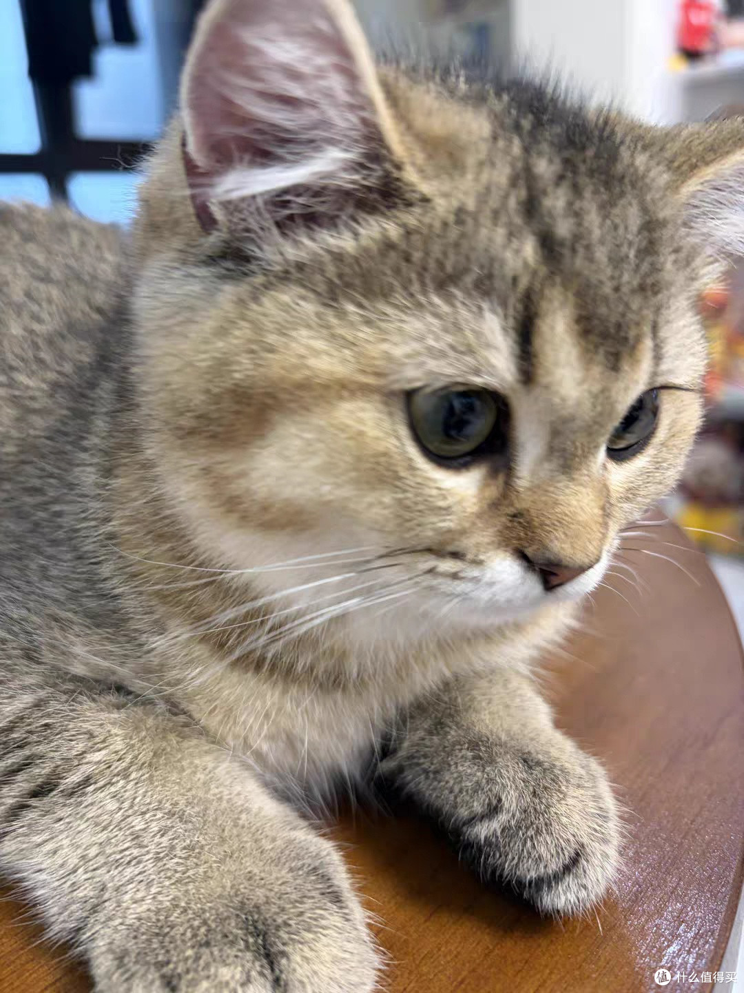 午后水果时光,猫咪总会凑过来要酸奶!