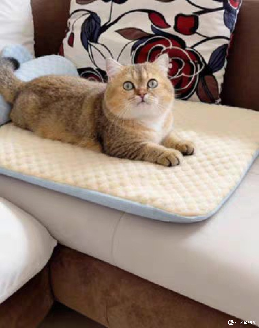 午后水果时光,猫咪总会凑过来要酸奶!