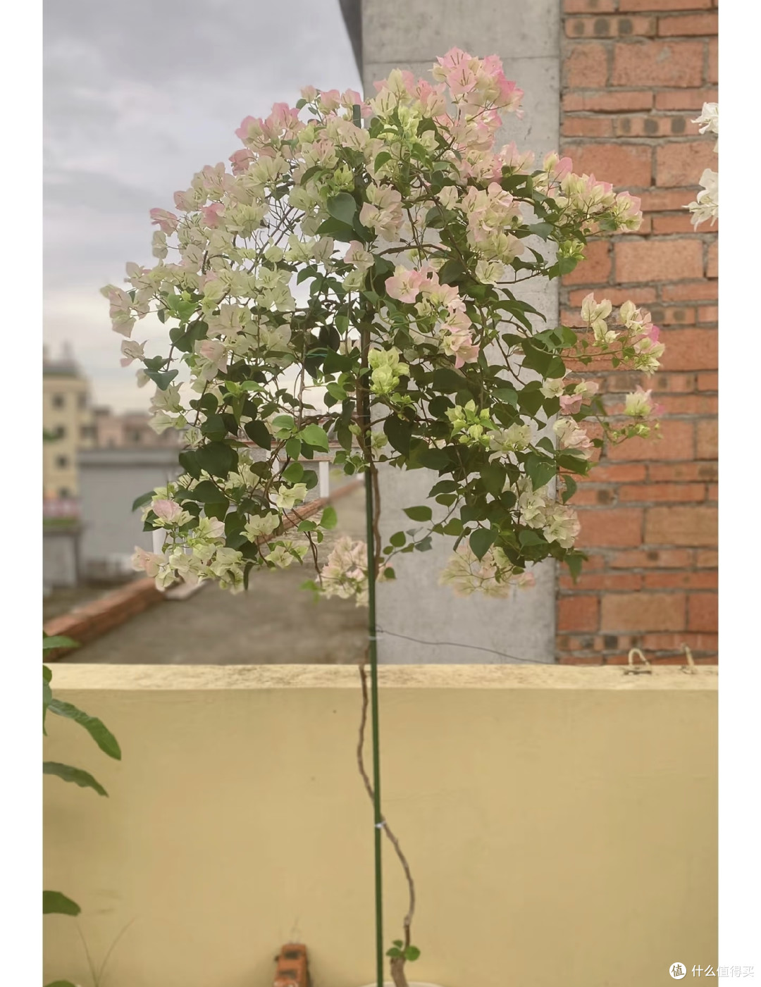 养花40年,淘汰90%的花草只留下这8种:不用费心伺候,越养越上头
