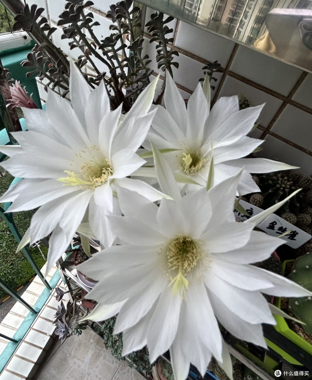 养花40年,淘汰90%的花草只留下这8种:不用费心伺候,越养越上头