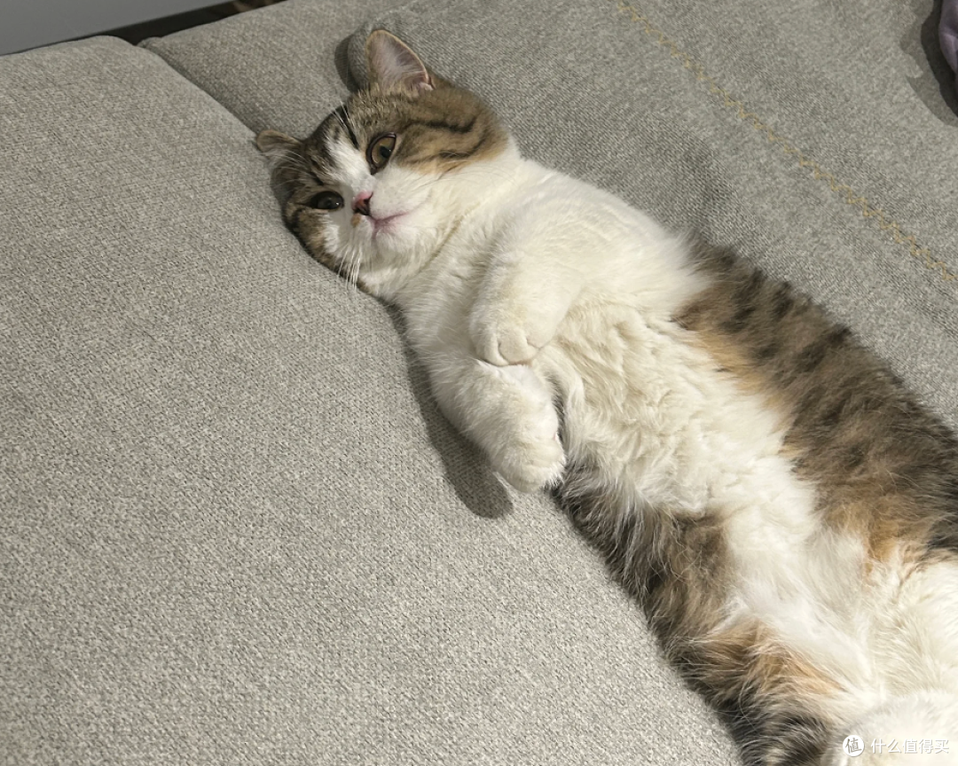 可不能当着猫猫的面说胖！