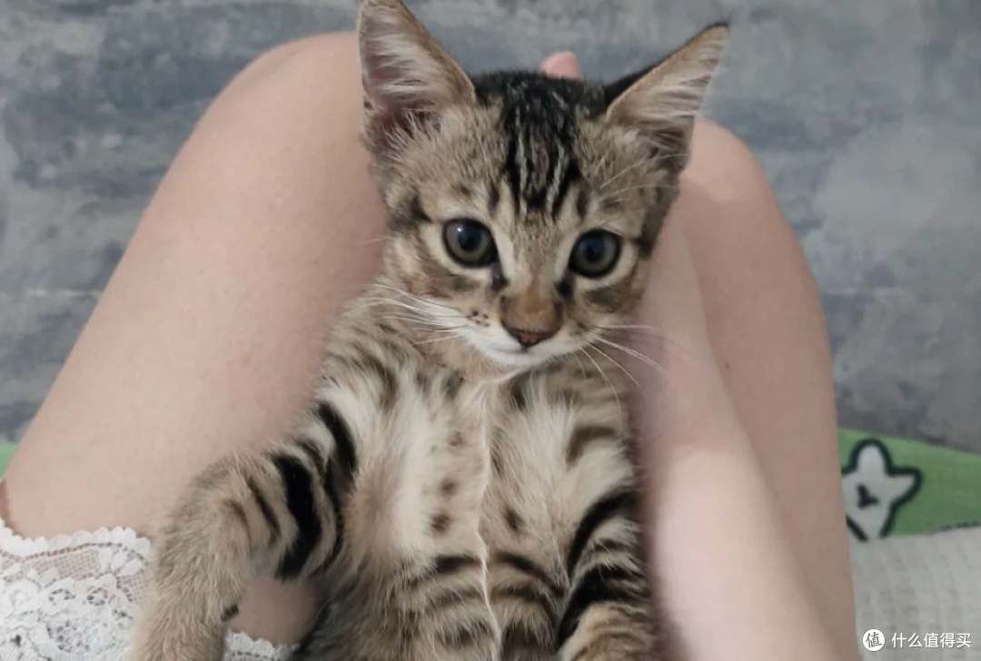 你觉得好玩,猫咪却觉得是骚扰行为大汇总
