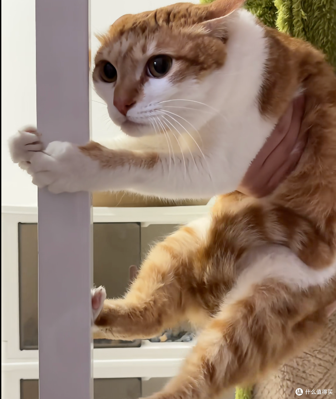 你觉得好玩,猫咪却觉得是骚扰行为大汇总