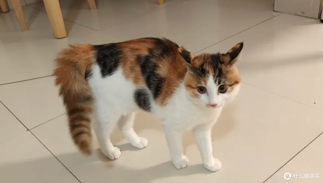 你觉得好玩,猫咪却觉得是骚扰行为大汇总