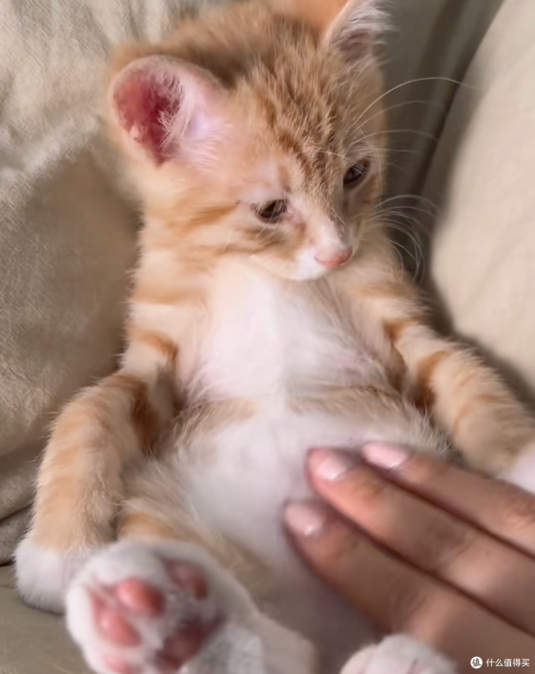 你觉得好玩,猫咪却觉得是骚扰行为大汇总