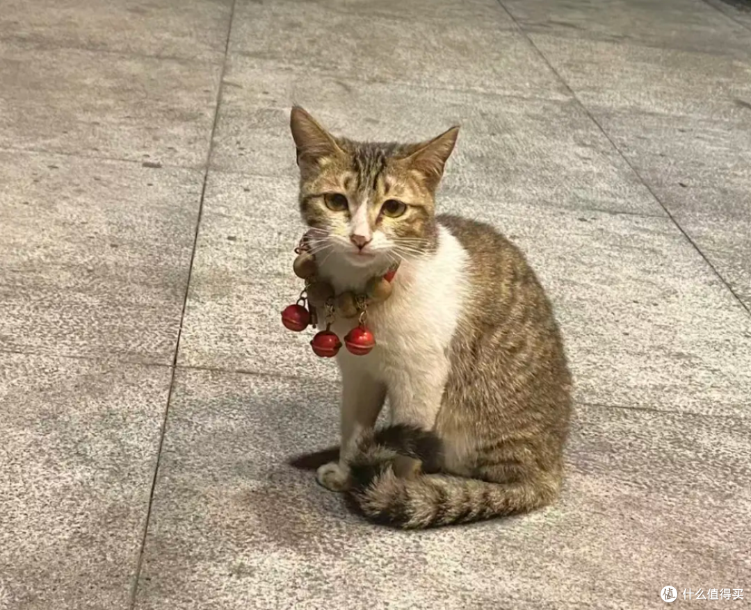 你觉得好玩,猫咪却觉得是骚扰行为大汇总