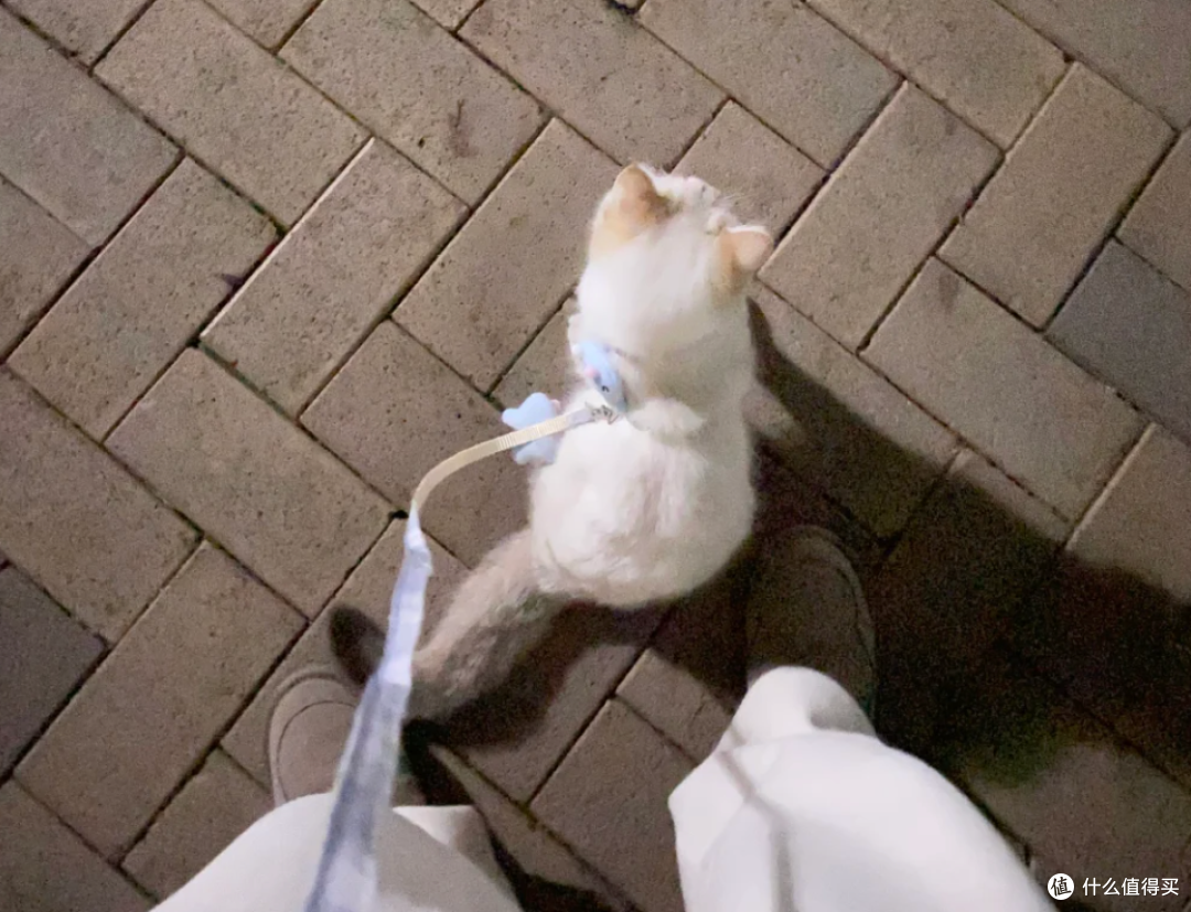 你觉得好玩,猫咪却觉得是骚扰行为大汇总