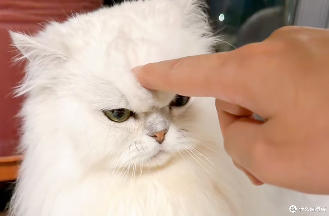 你觉得好玩,猫咪却觉得是骚扰行为大汇总