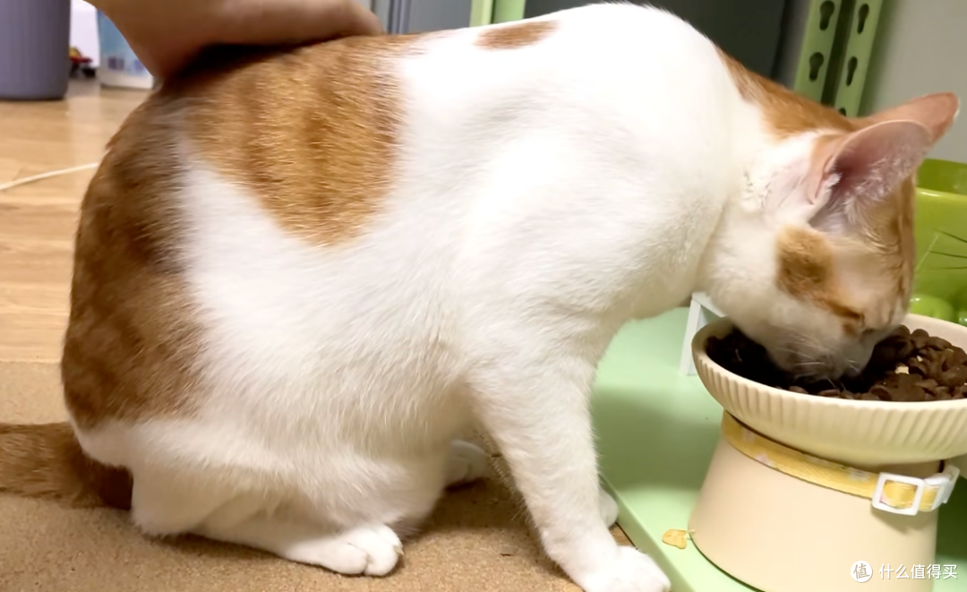 你觉得好玩,猫咪却觉得是骚扰行为大汇总