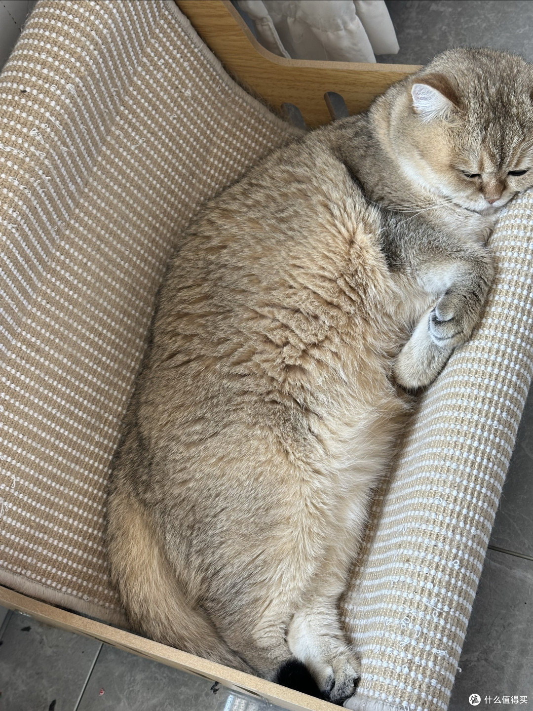 我家主子的日常生活