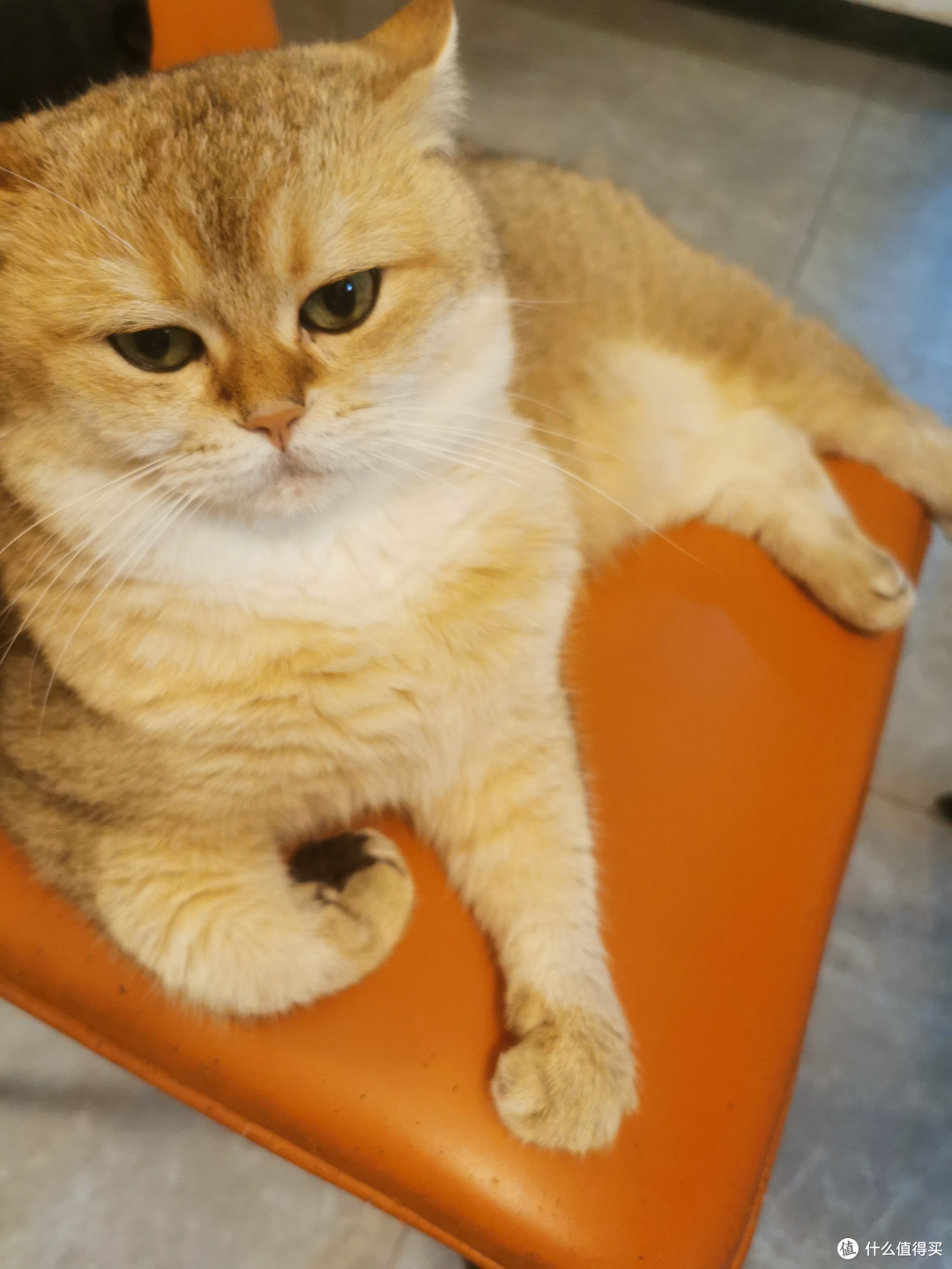猫咪日常分享，我爱躲猫猫
