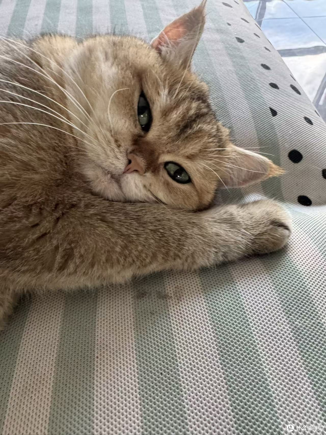 猫咪日常分享，我爱躲猫猫