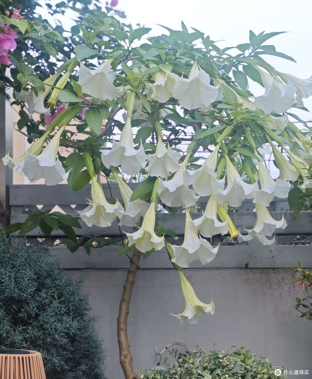 3种“招灾花”,养着会“倒霉”,不是迷信,是过来人的经验!