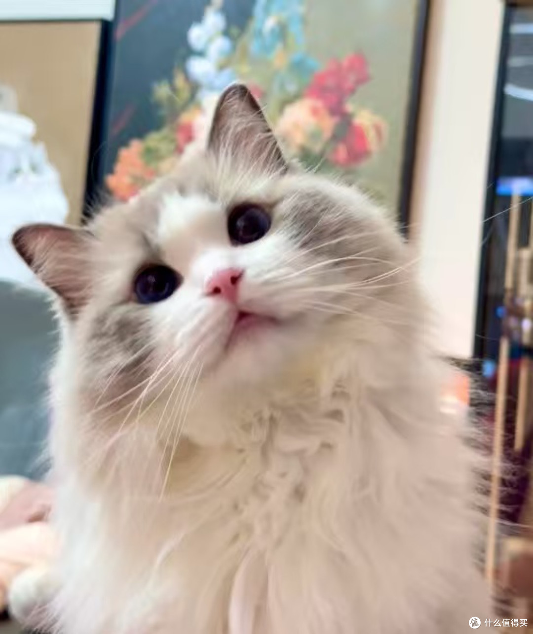小猫的精致日常：晒太阳与挑零食