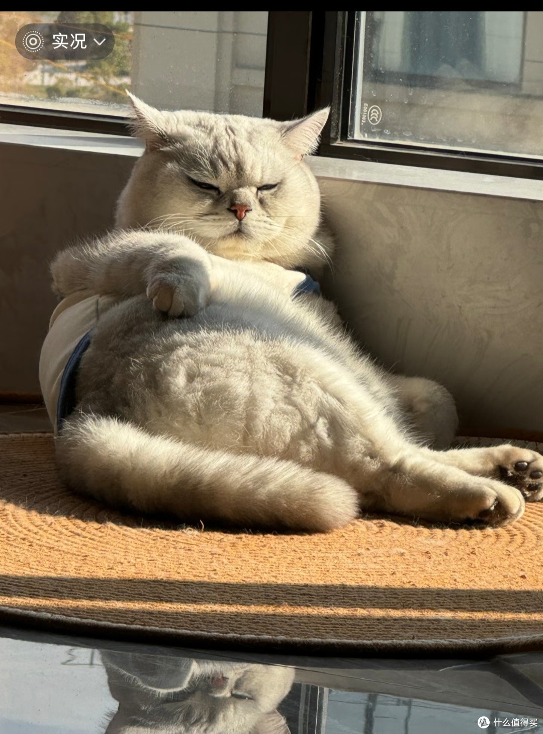 猫的生活哲学：简单即幸福