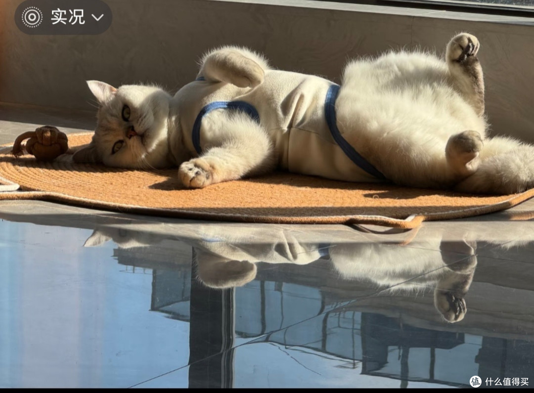 猫的生活哲学：简单即幸福