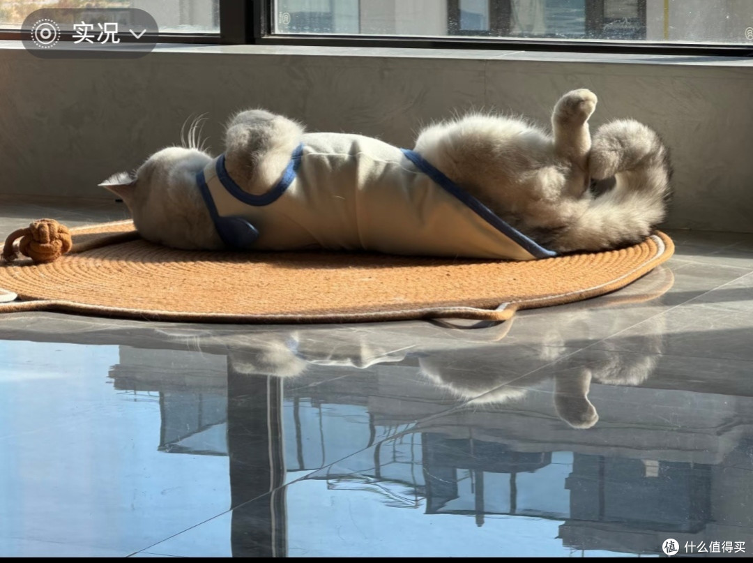 猫的生活哲学：简单即幸福