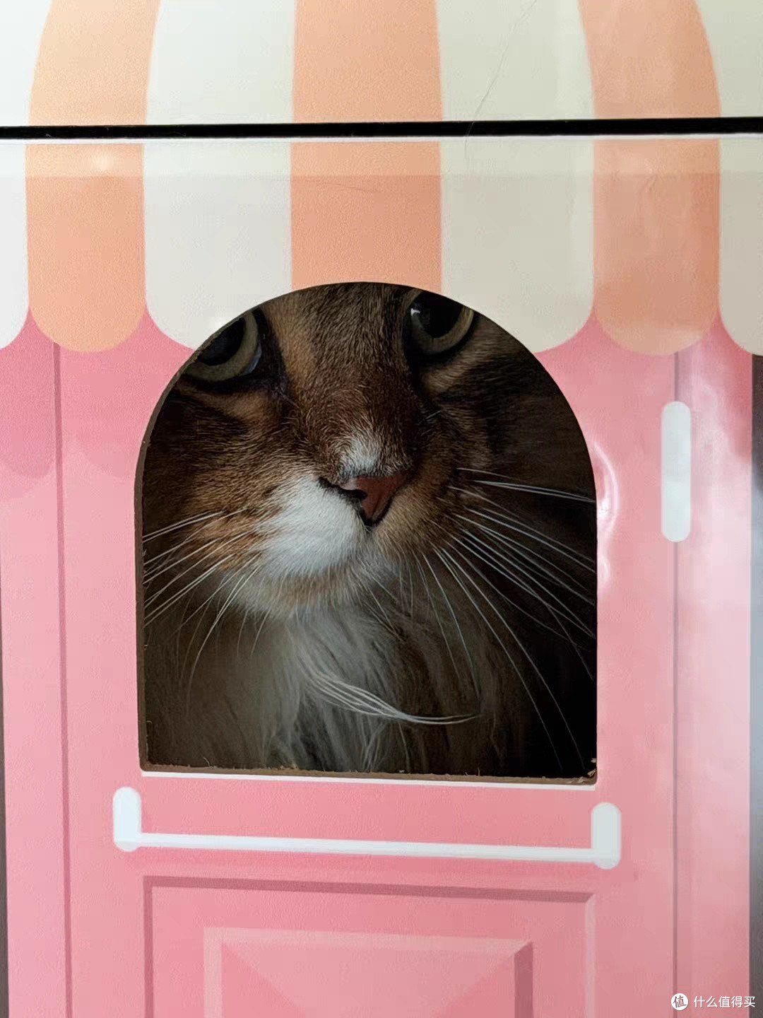 告别沙发受难！pupp猫窝猫抓板，给猫咪专属温馨小铺