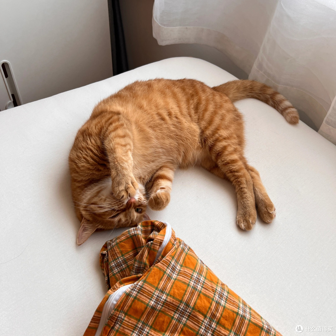 小橘猫🐱的美好生活
