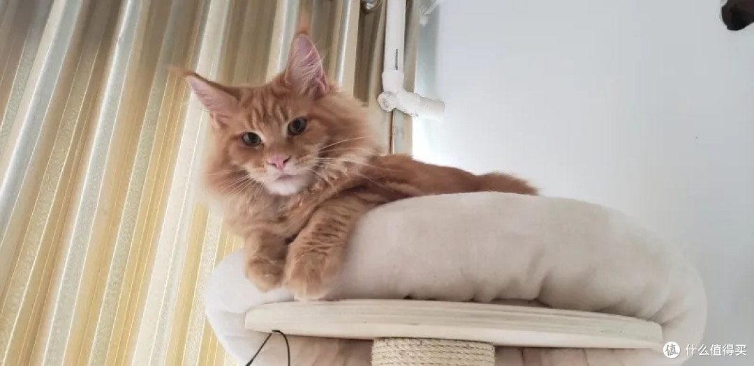 小橘猫🐱的美好生活