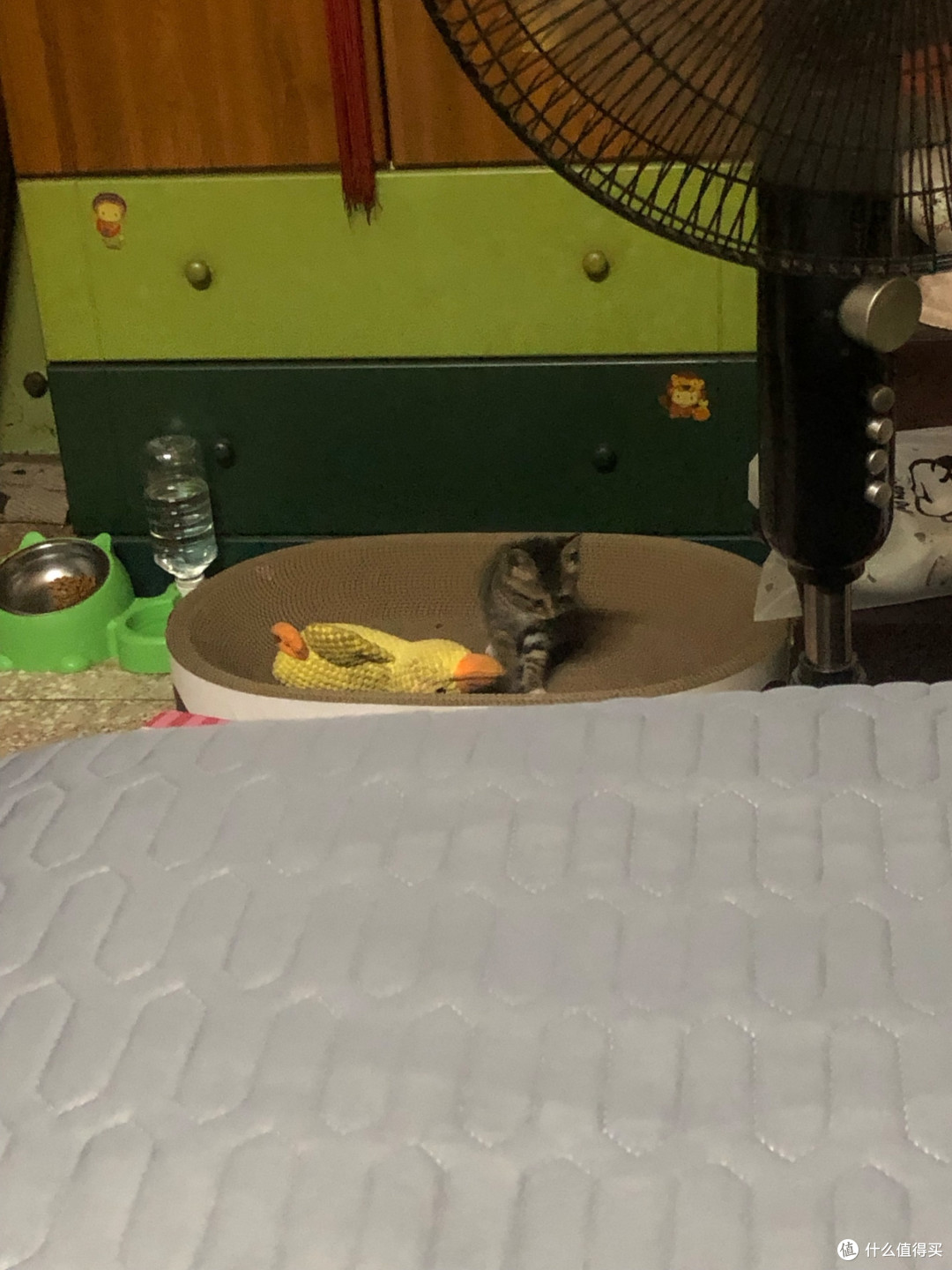 小户型猫爬架：实木质感与实用兼备